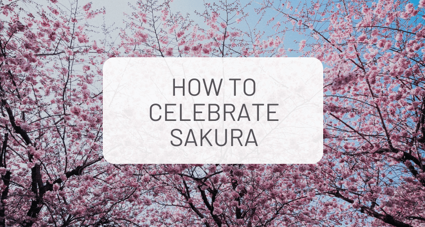 Sakura Season 2022: How To Celebrate it in Japan