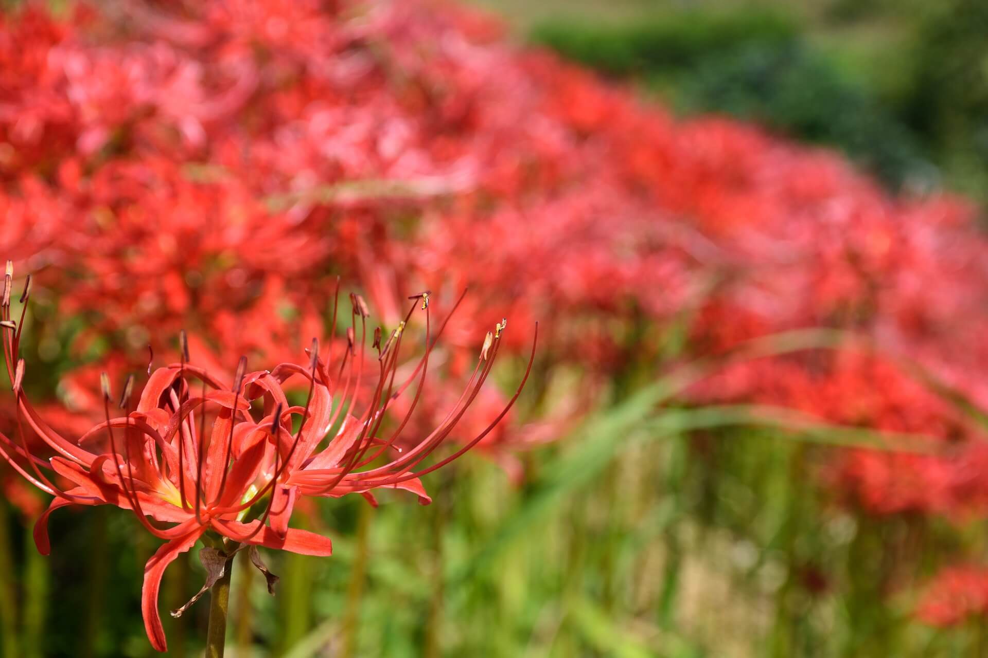 Japan red spider lilies